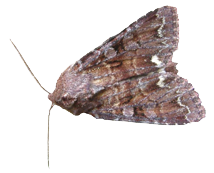 Moth Removal Roydon CM19