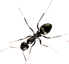 The Ant