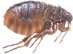 The Flea