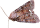 The Moth