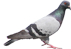 The Pigeon