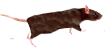 The Rat