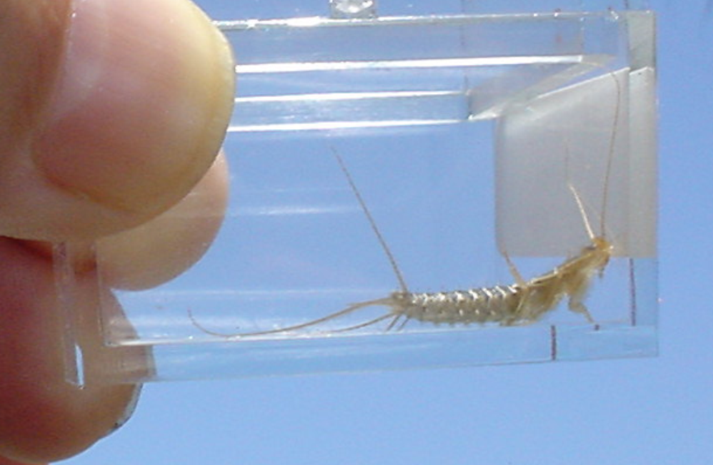 Silverfish in a jar