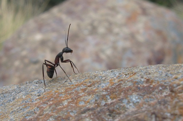 ant food pest crawling