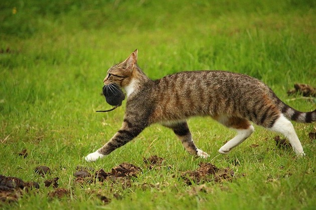 cat carrying a rat in the garden