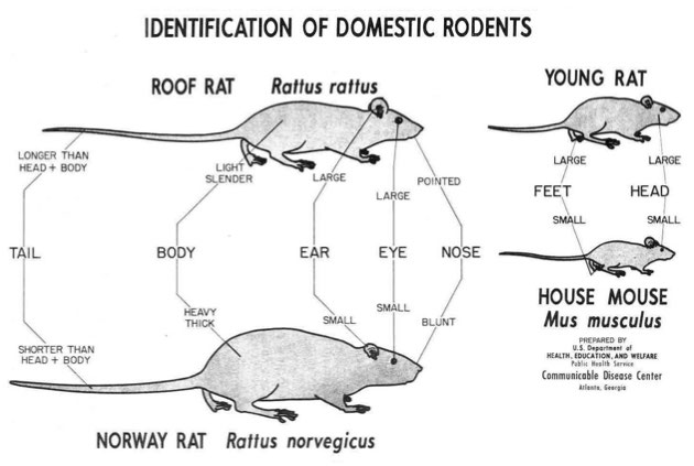 difference between mice and rats