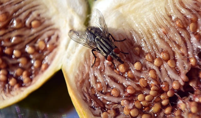 fly food pest on fruit