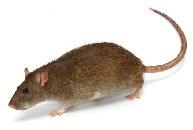 picture of a rat