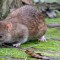 rattus_norvegicus.jpg