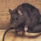 rattus_rattus.jpg