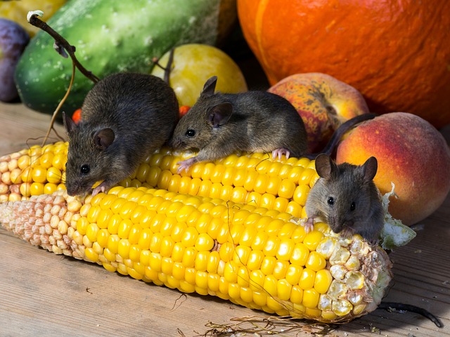 rodents on food
