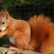 sciurus_vulgaris.jpg