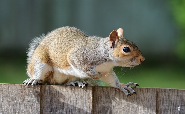 squirrel in london garden