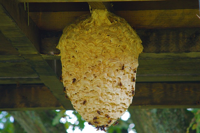 pest control for wasps nest