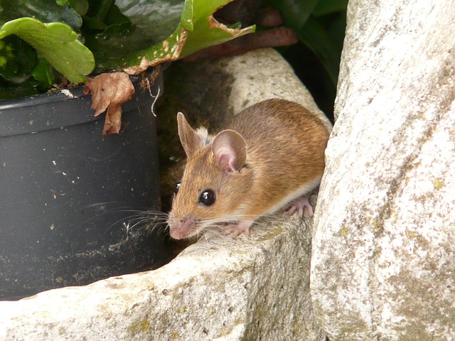 types of mice in the uk