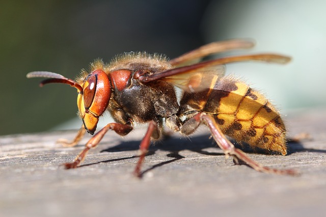 wasps are harmful to pets in london
