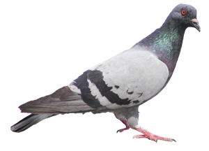 The Pigeon