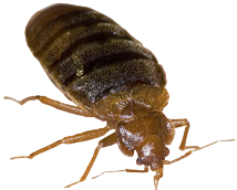 Common Bed Bug