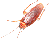 Common Cockroach