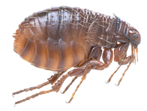 Flea Control London & Home Counties Common Flea