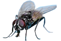 Fly Control London & Home Counties The Common Fly