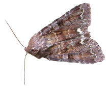 Moth Fumigation London Moth Fumigation London