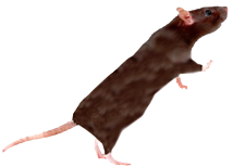 The Rat