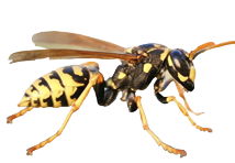 Common Wasp