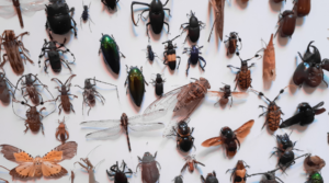 10 Common Pest sin Residential Areas