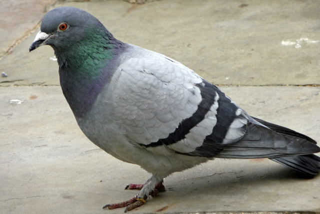 Three Cheap Options to Deter Pigeons