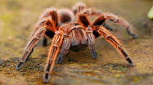 3 Types of House Spiders and How to Get Rid of Them