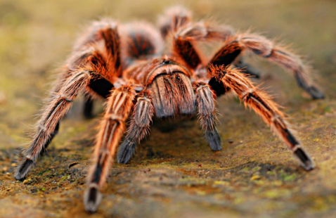 3 Types of House Spiders – How to Avoid them?