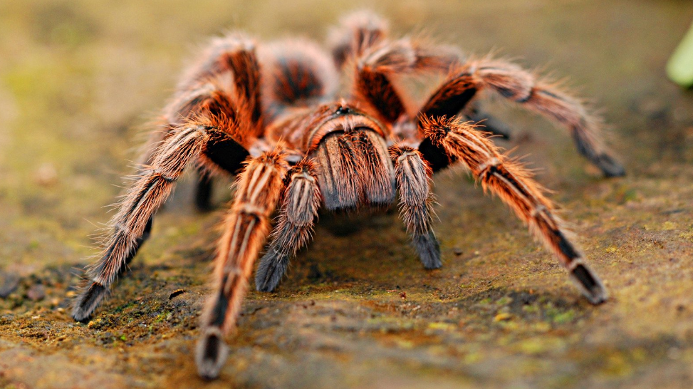 3 Types of House Spiders – How to Avoid them?