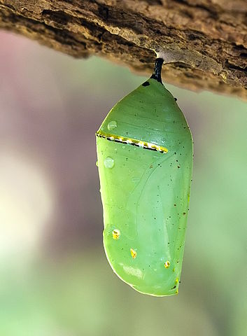 Cocoon