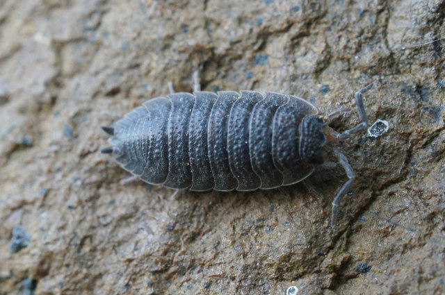 image of a woodlouse