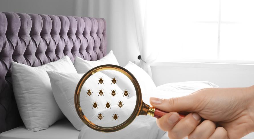 Bed Bug Control Stratford E15