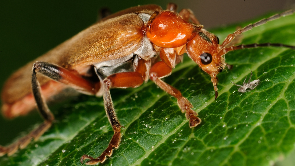 5 Common Types of Cockroaches and How to get rid of Them