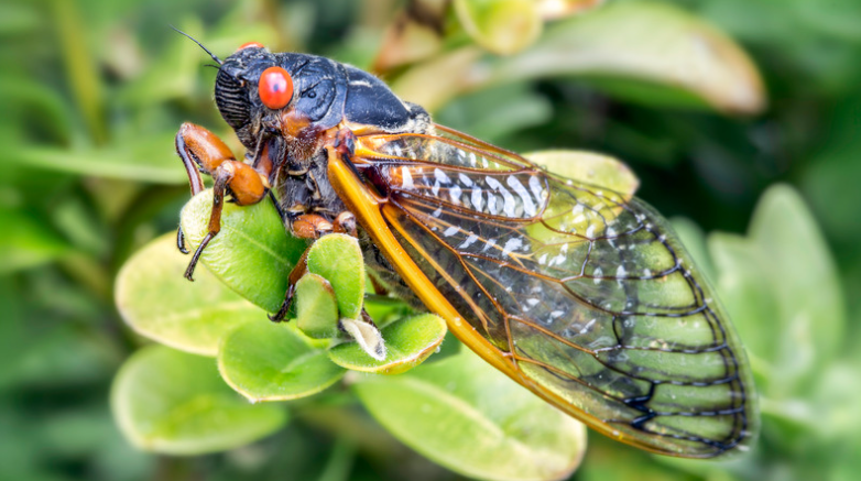5 Pests that Change Looks – How to find them