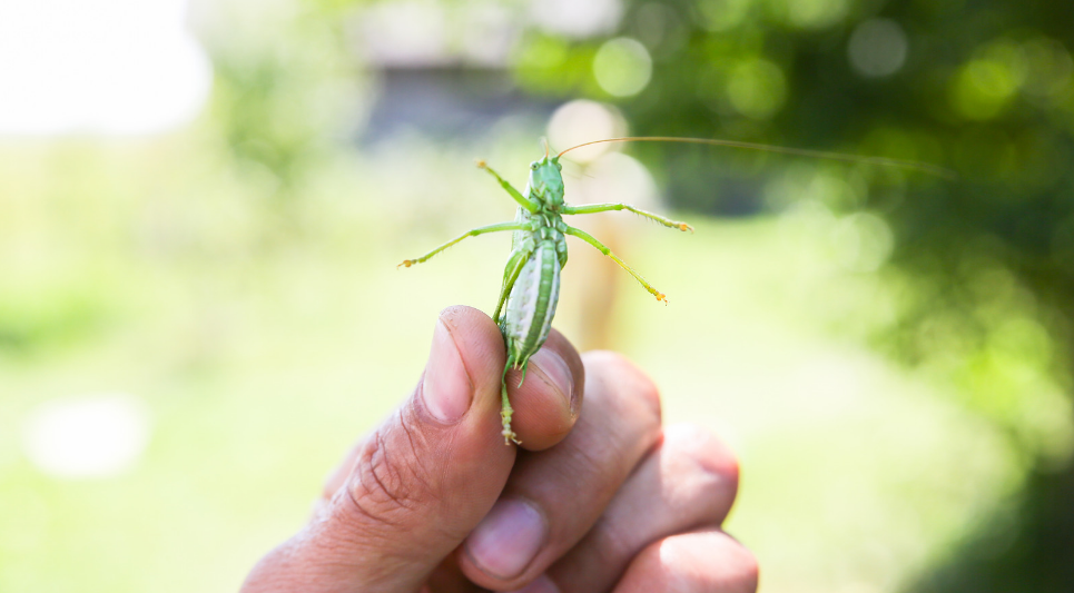 5 Tips to Protect Yourself from Summer Bugs