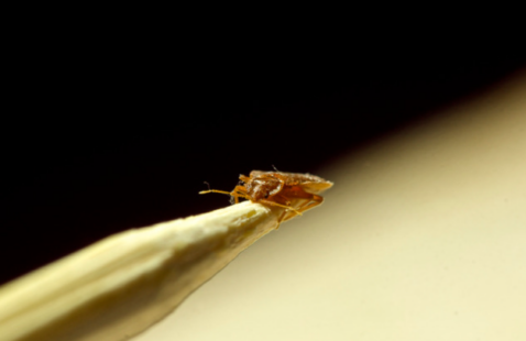 6 Frightening Characteristics of Bed Bugs