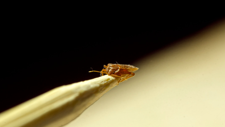 6 Frightening Characteristics of Bed Bugs