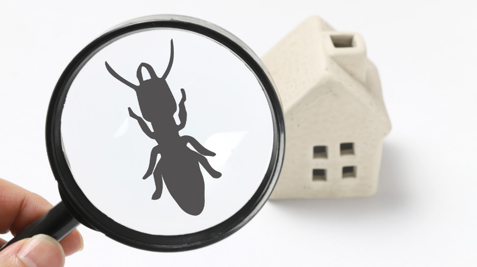 6 Pest Control Myths Debunked