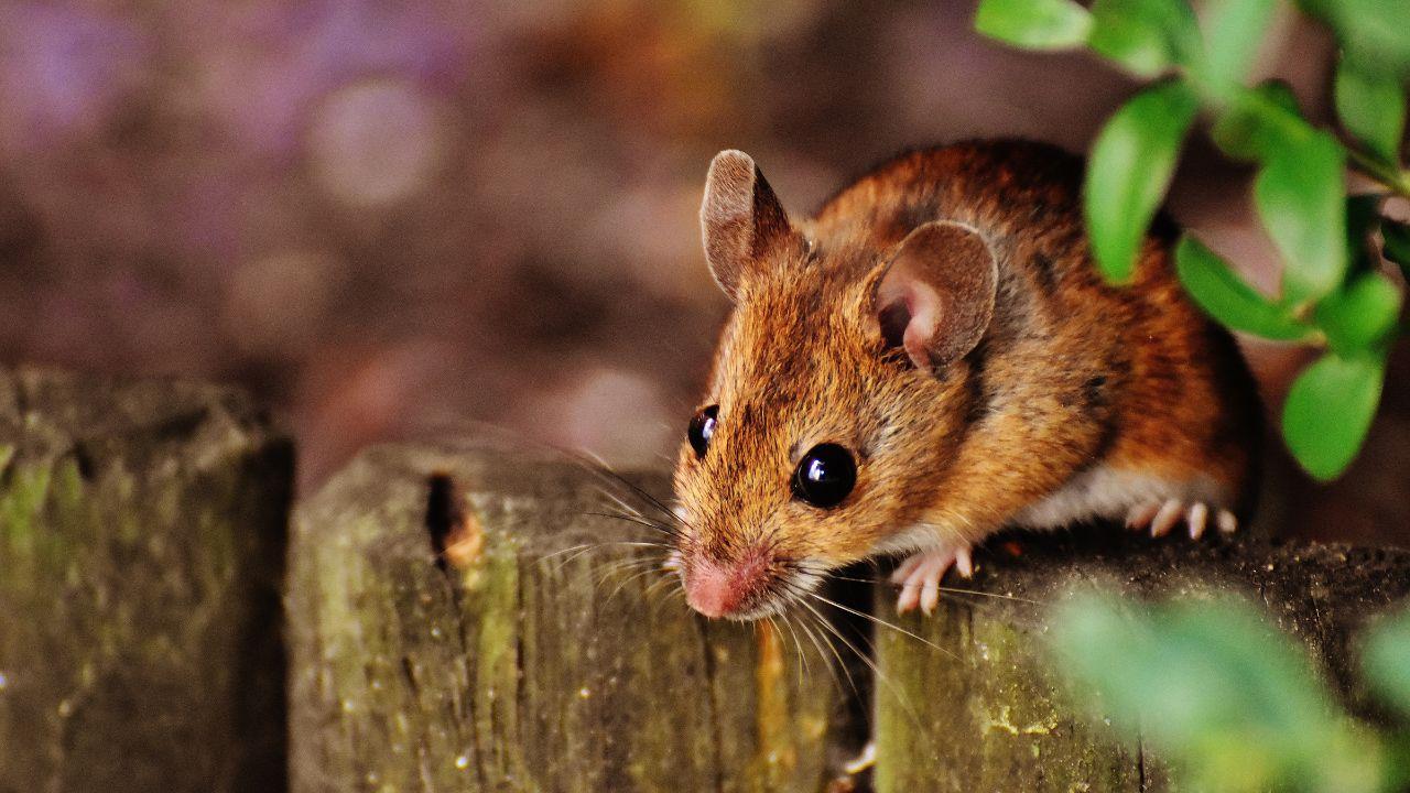 Mouse Control Dagenham RM10