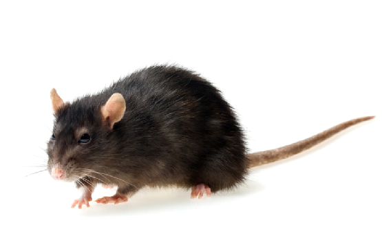 How common are rats in houses in London?