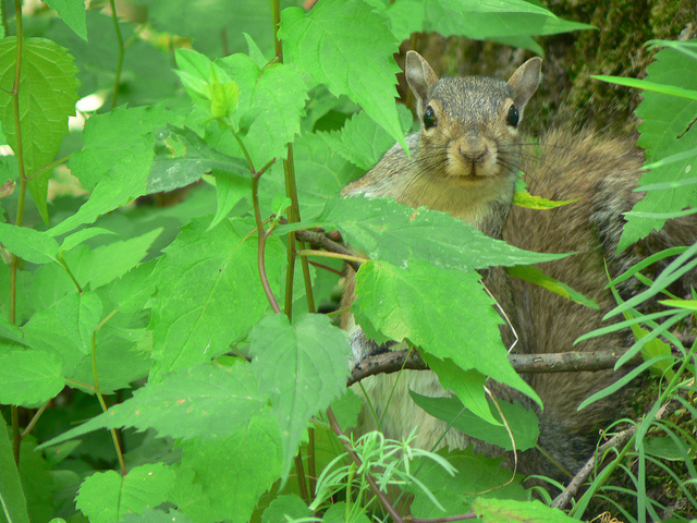 Dangers of Squirrels