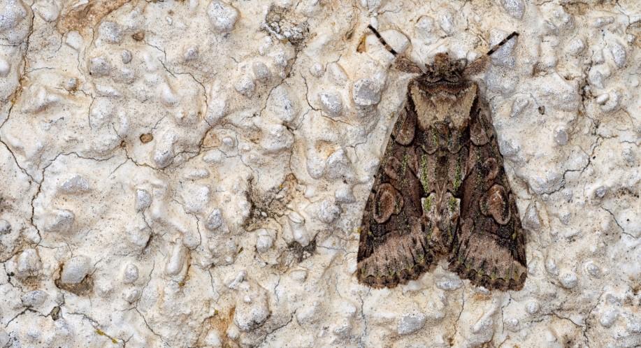 Moth Control Southfields SW18