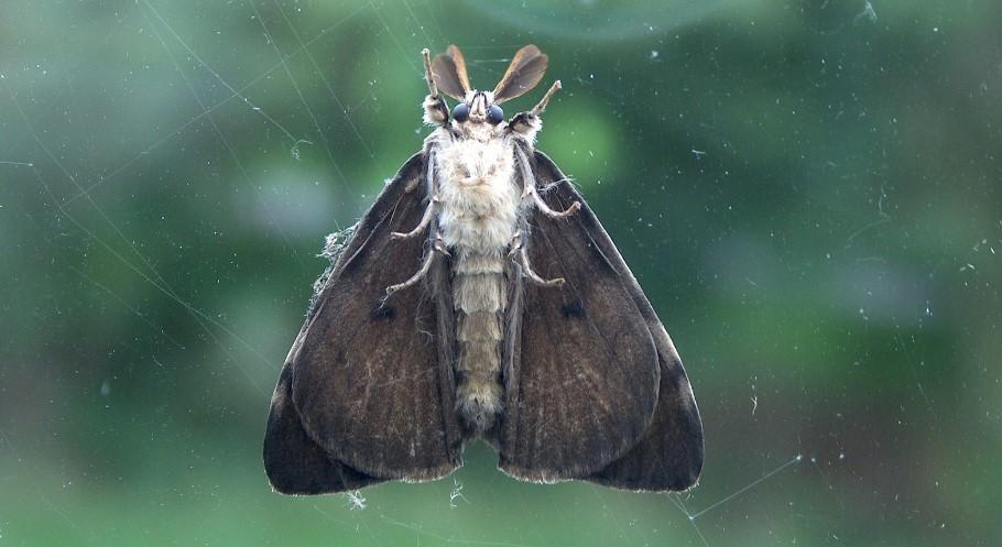Moth Control Gidea Park RM2