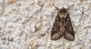 Moth Control Upminster RM14