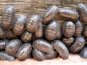what do woodlice eat