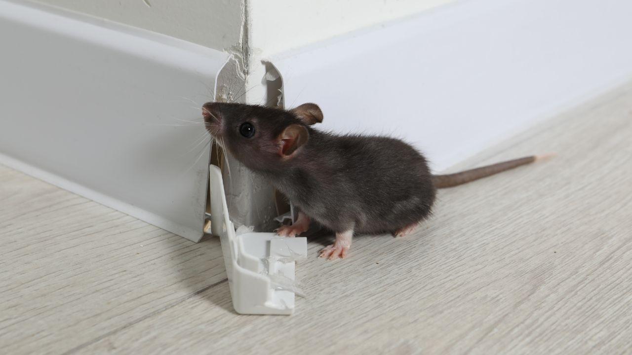 Mouse Control Greenwich SE10
